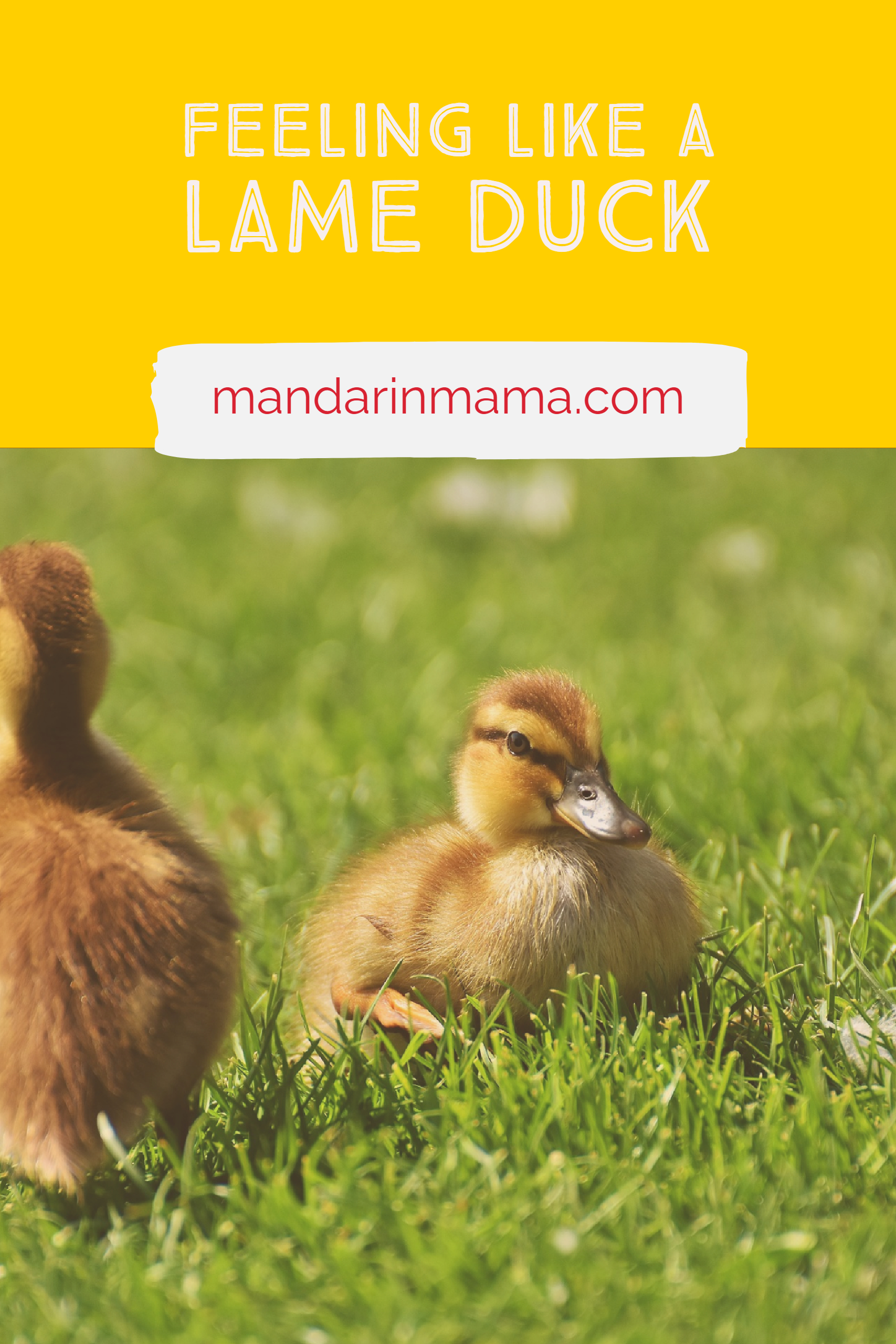 lame-duck-meaning-astonishingceiyrs